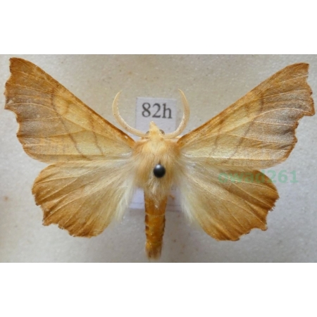 Ennomos fuscantaria (Haworth, 1809) male  Latalec najesioniak Poland82h